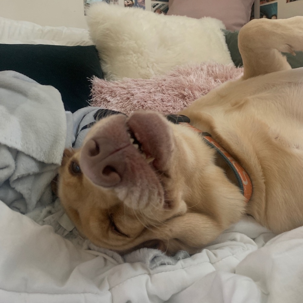 Meet your Posher, Josie